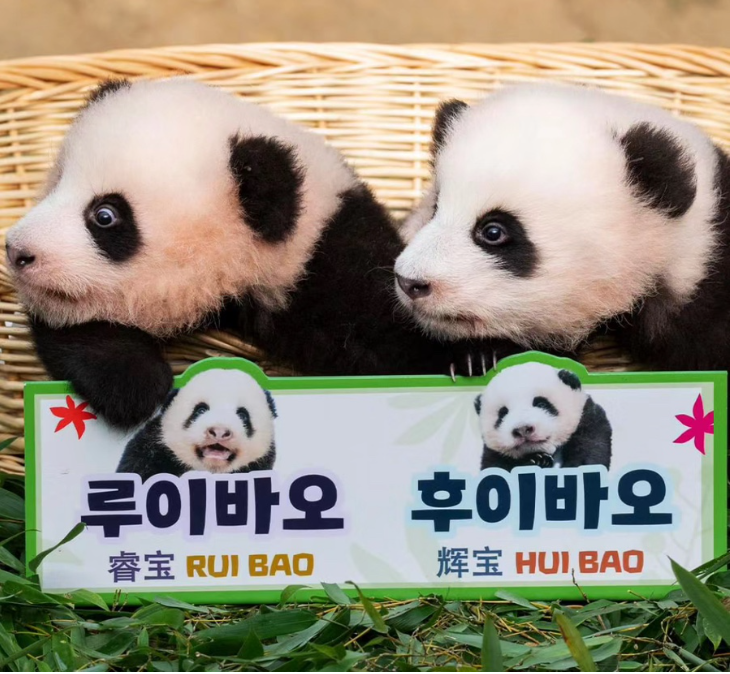 루이바오-후이바오-사진