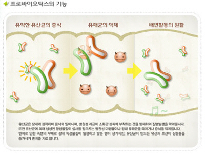 유산균 효능