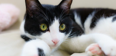 검은 무늬 고양이