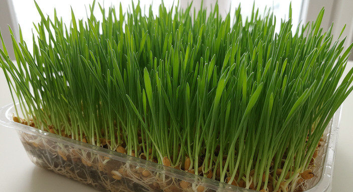 새싹보리키우는법