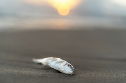 바다의 색깔을 바꾸는 위협 해양 생물 다양성의 위기