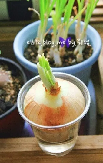 양파 재배 요령 정식 웃거름 도복 수확 건조 포인트_22