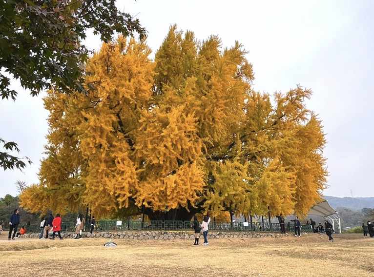 원주 반계리 은행나무 풍경 이미지