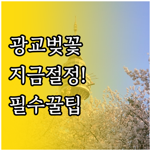 수원 광교호수공원 벚꽃 절정 시기 및..