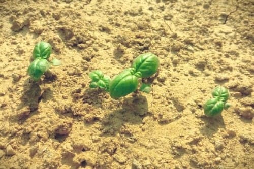 바질-재배법-씨앗-발아-솎아주기-솎음작업