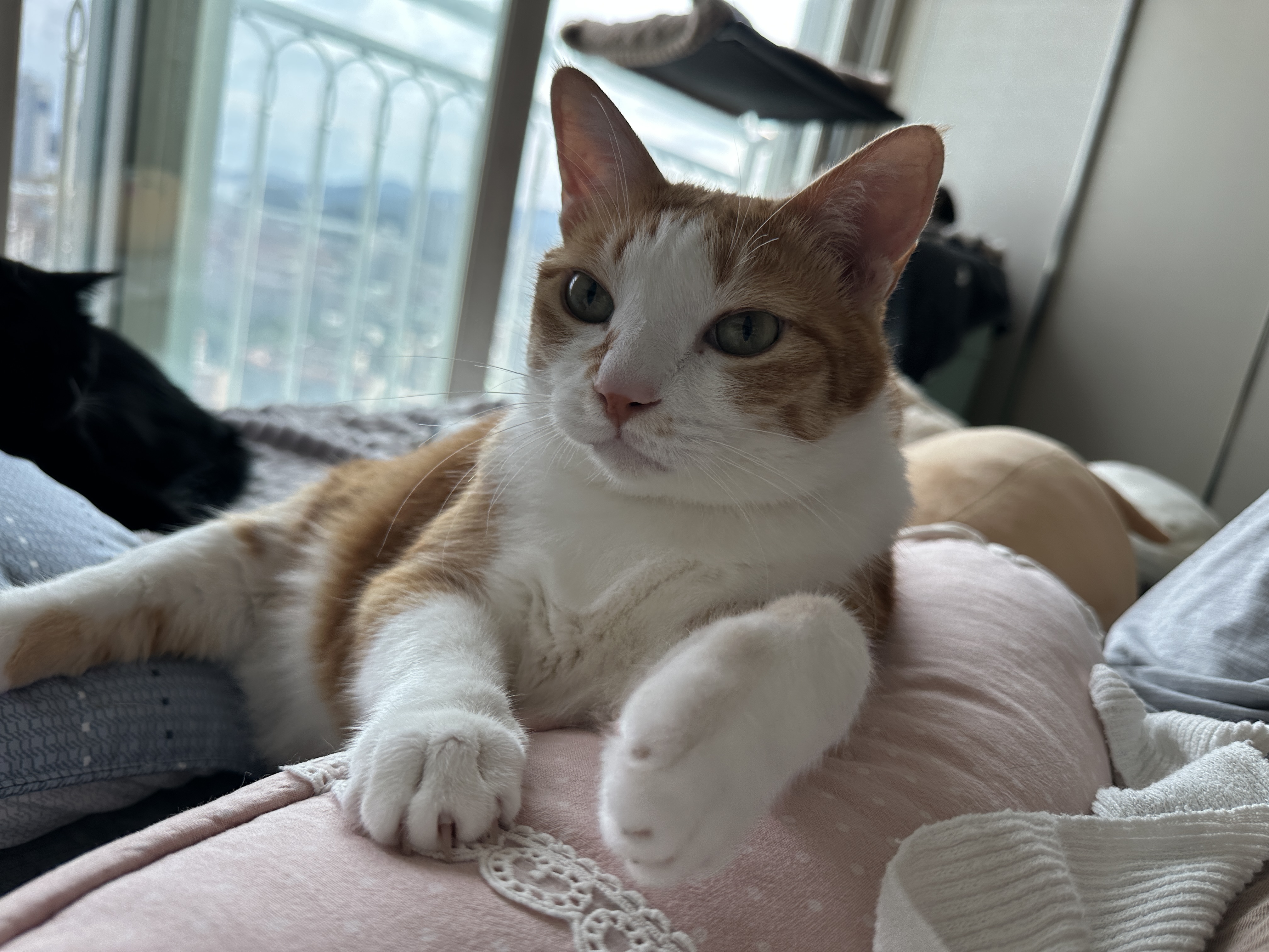 베개에_기대서_엄마랑_아이컨택중인_치즈냥이_호야