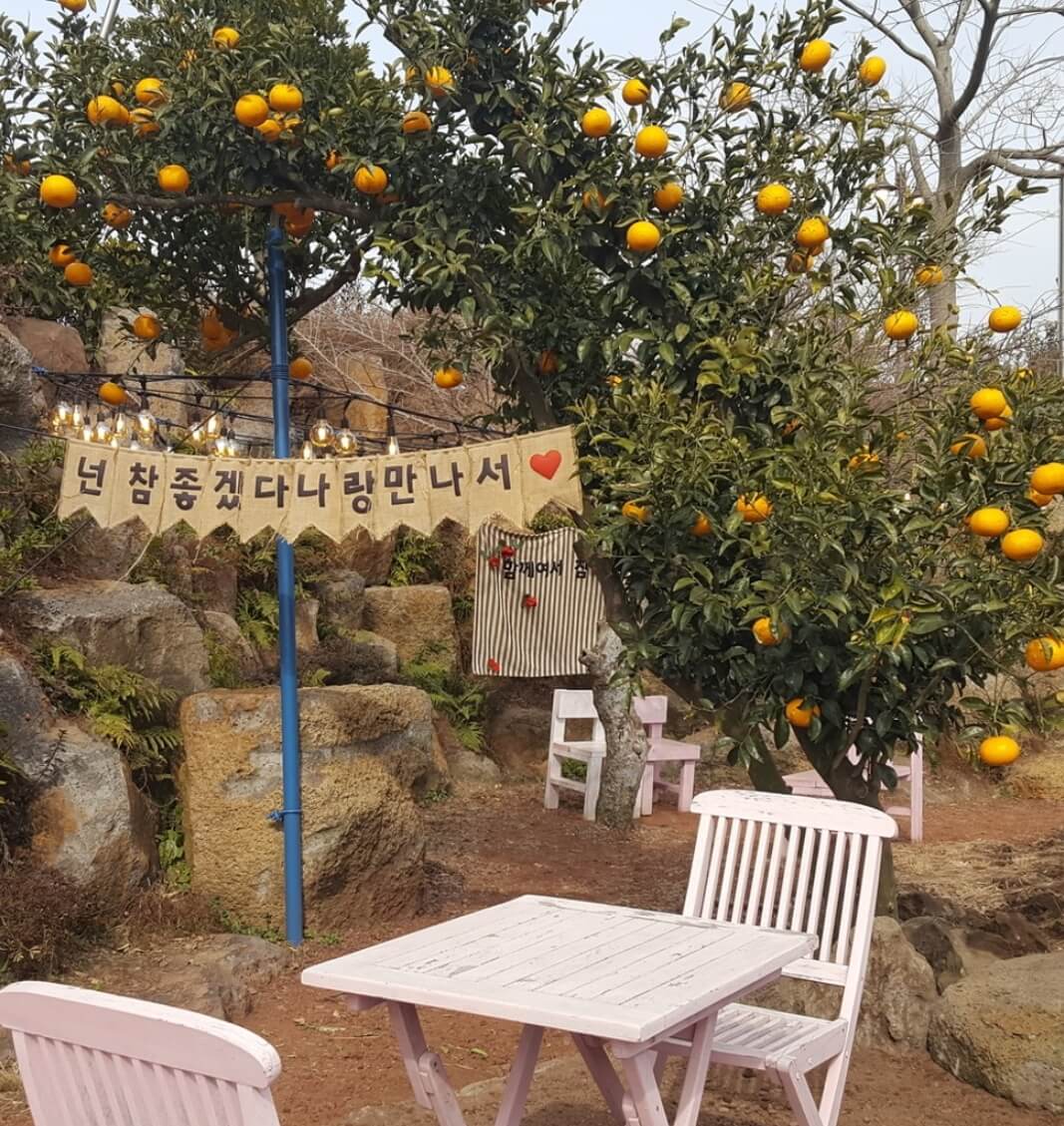 마노르블랑은 2천평이 넘는 정원에 7000여본에 장미와 유럽수국&amp;#44; 동백으로 꾸며진 환상적인 정원입니다