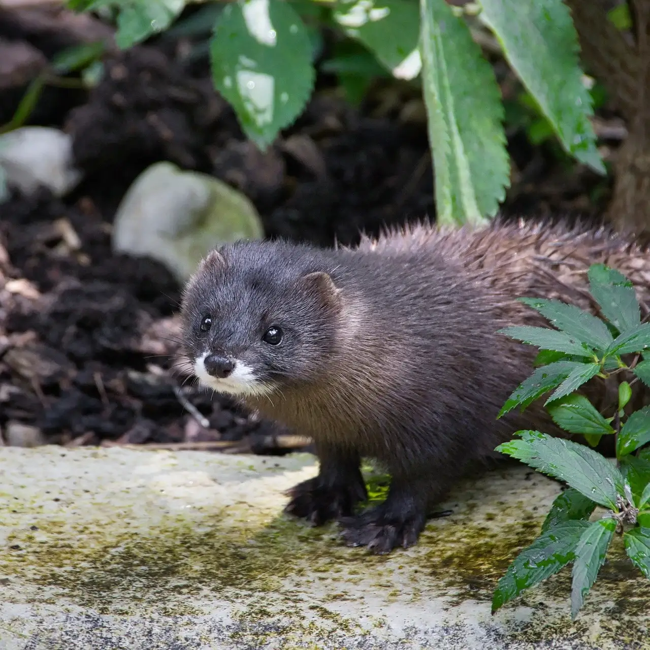 페렛 키우기, 이것만 알면 끝! 유래와 필수 관리법