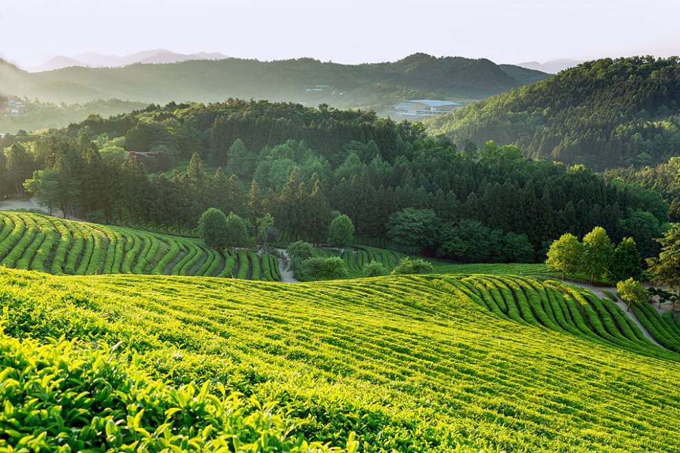 보성다향대축제