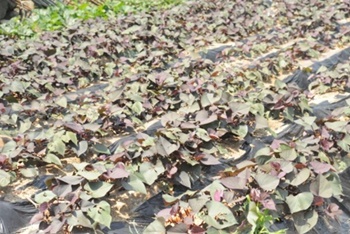 고구마 재배 쉬워요! 준비/모종/이식/관리