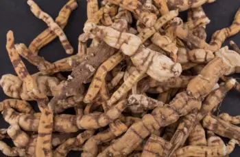 백수오 효능 및 영양성분&amp;#44; 주의점