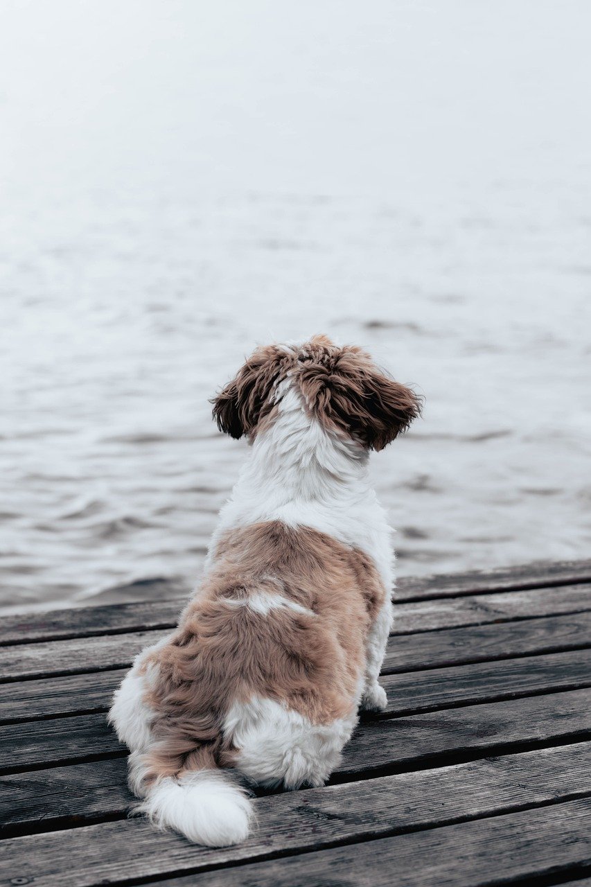 2026 개인통관번호 갱신제 도입 쿠팡 유출 이후 핵심 포인트