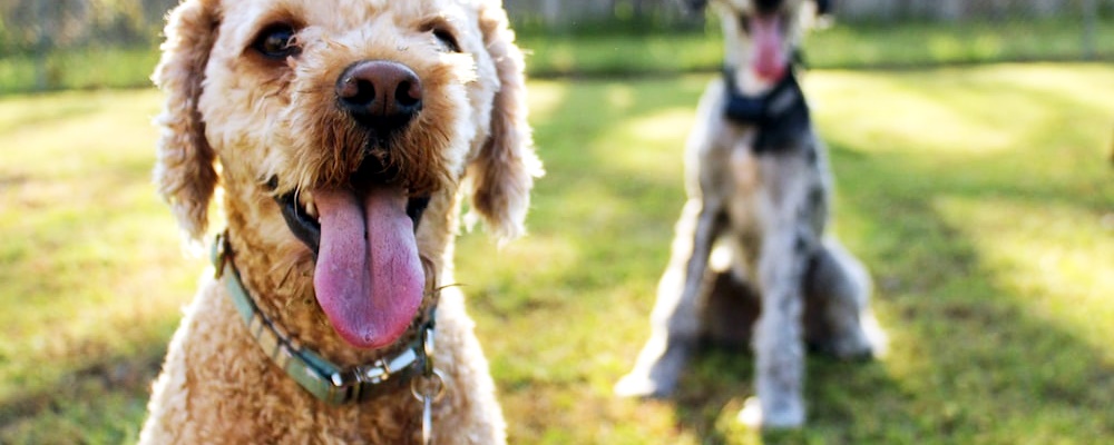 개싸움 말리는 방법 17