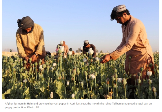 세계 최대 아편 생산국, 아프가니스탄에서 미얀마로 Forget Afghanistan, Myanmar is now the world&rsquo;s top opium producer, UN says