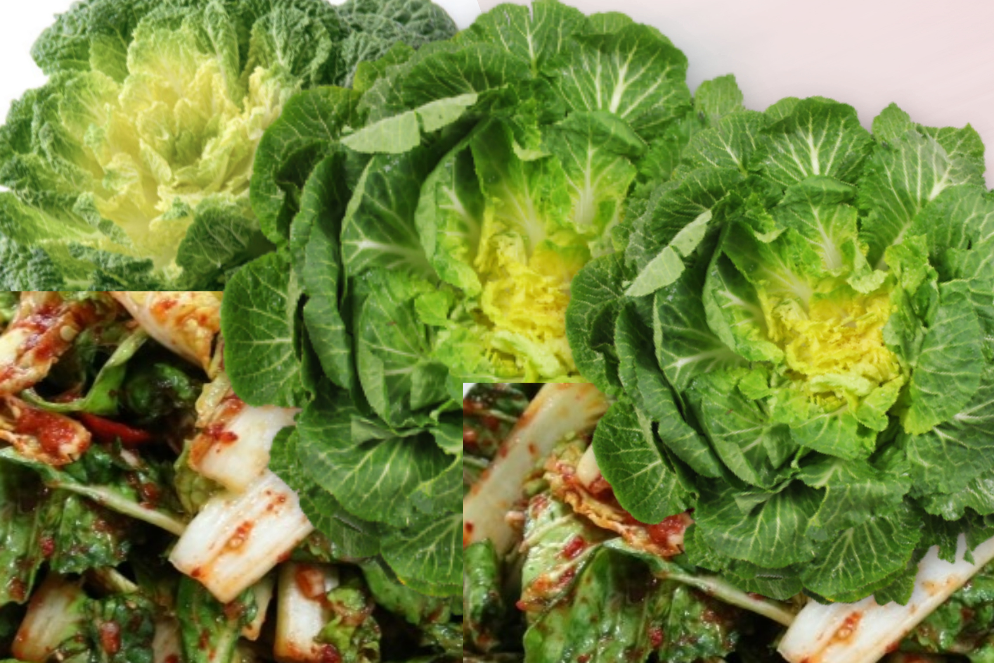 봄동겉절이 김치