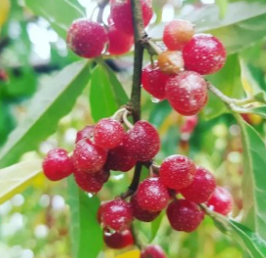 보리수 열매 효능