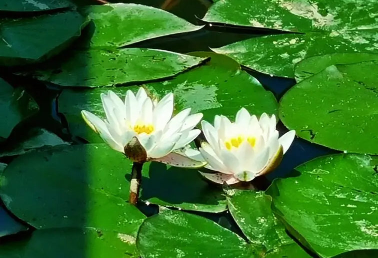 부천자연생태공원 2. 무릉도원 수목원: 데이지는 아쉽지만 아이들과 꼭 가봐야할 곳