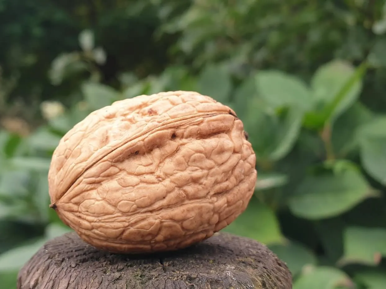 소화 기능 개선 호두의 효능