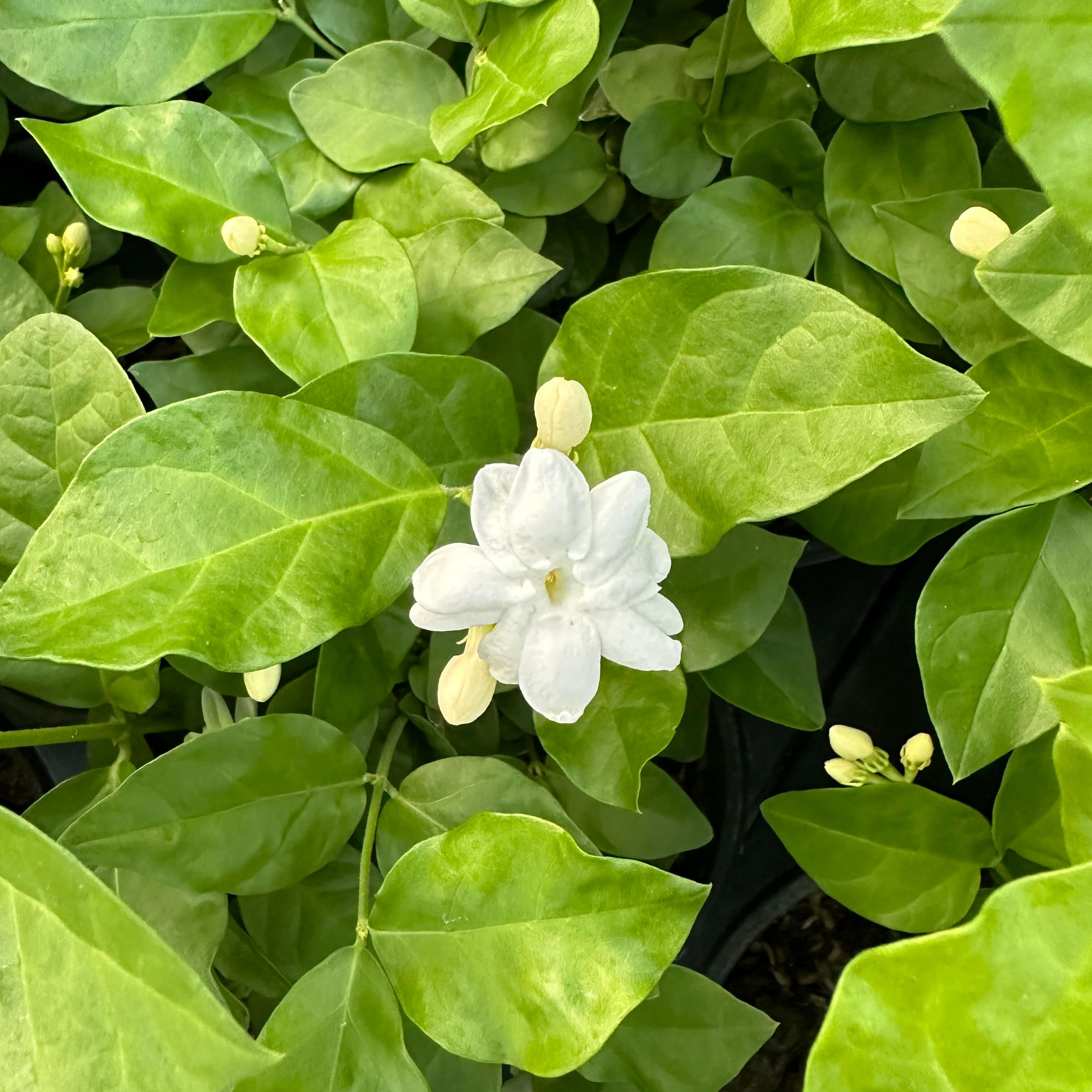 아라비안 자스민 키우기