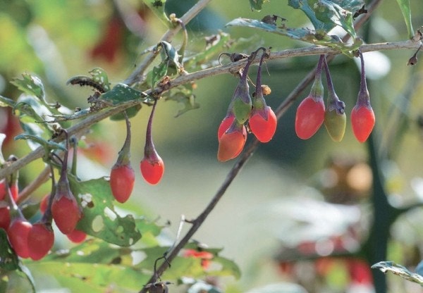 하프카프베리 눈에 좋은 슈퍼푸드 구기자