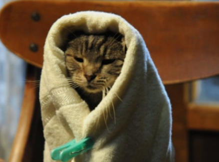 세상에서 고양이가 사라진다면