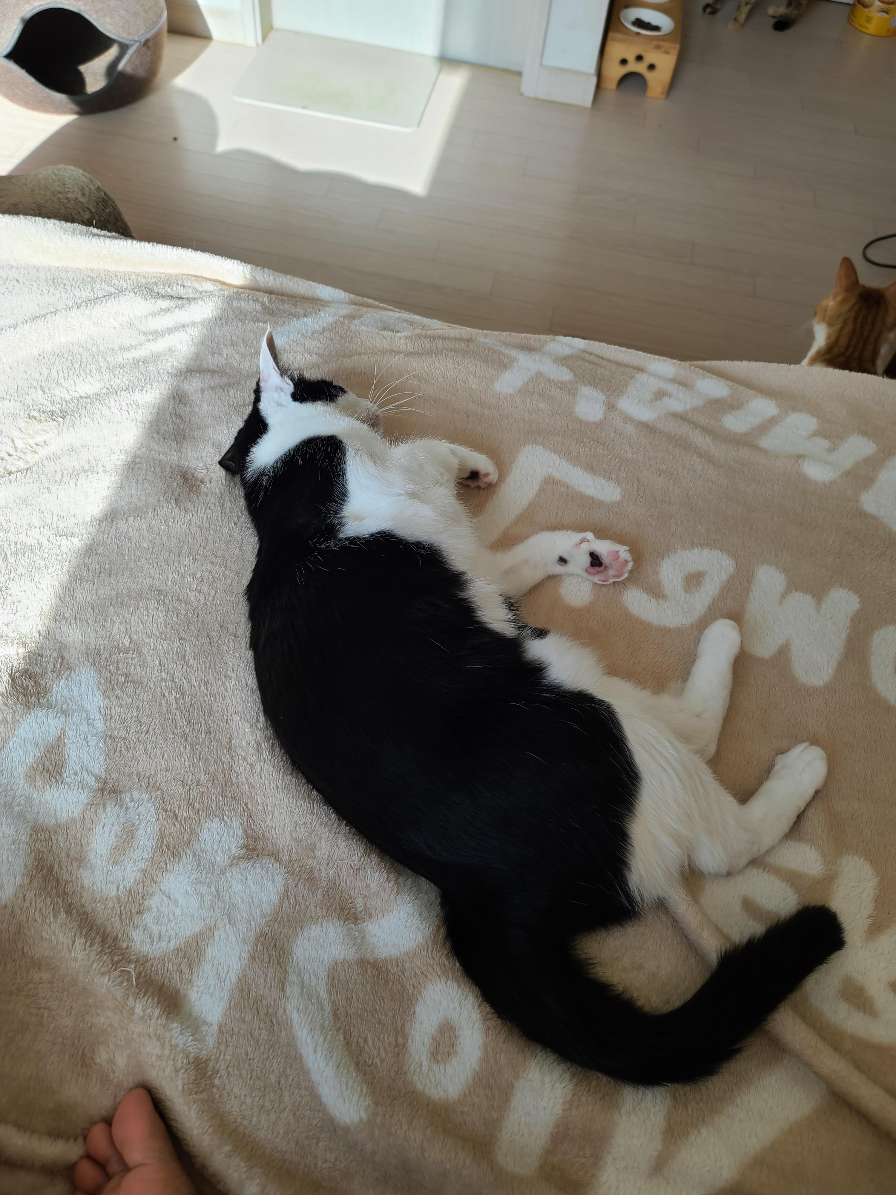 고양이들도 집사걱정 하더라구요