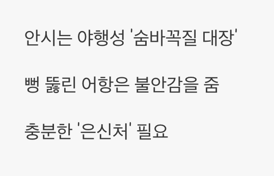 어항 - '숨을 곳'이 많은 아늑한 집