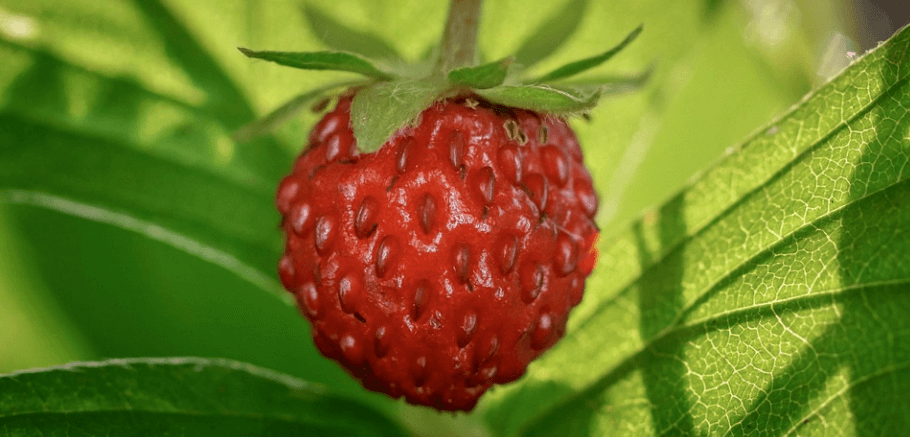 산딸기 사진 - 8