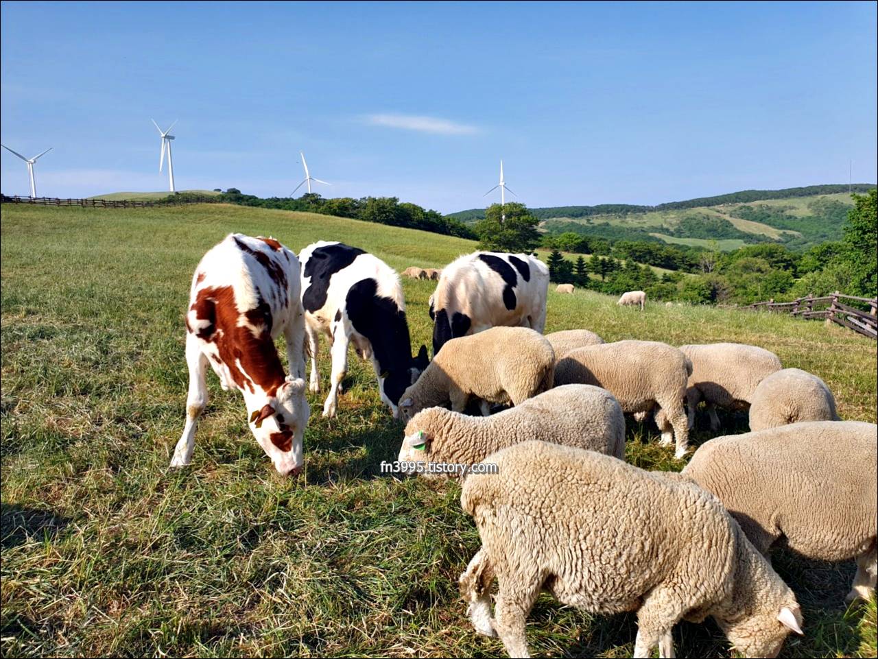 대관령 삼양목장