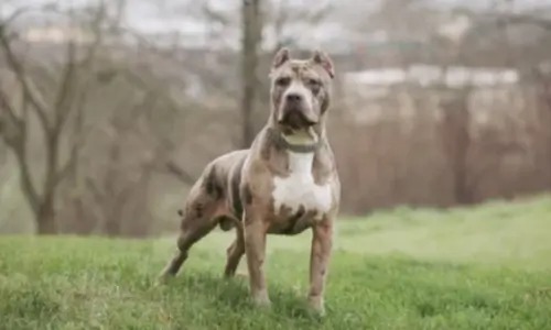 2025년 댕댕 트래킹 오픈 티켓 예매 안내