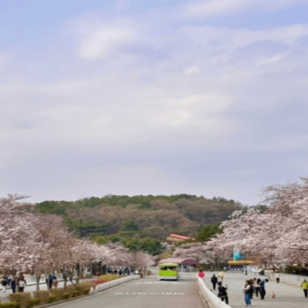 전주한옥마을 봄꽃축제