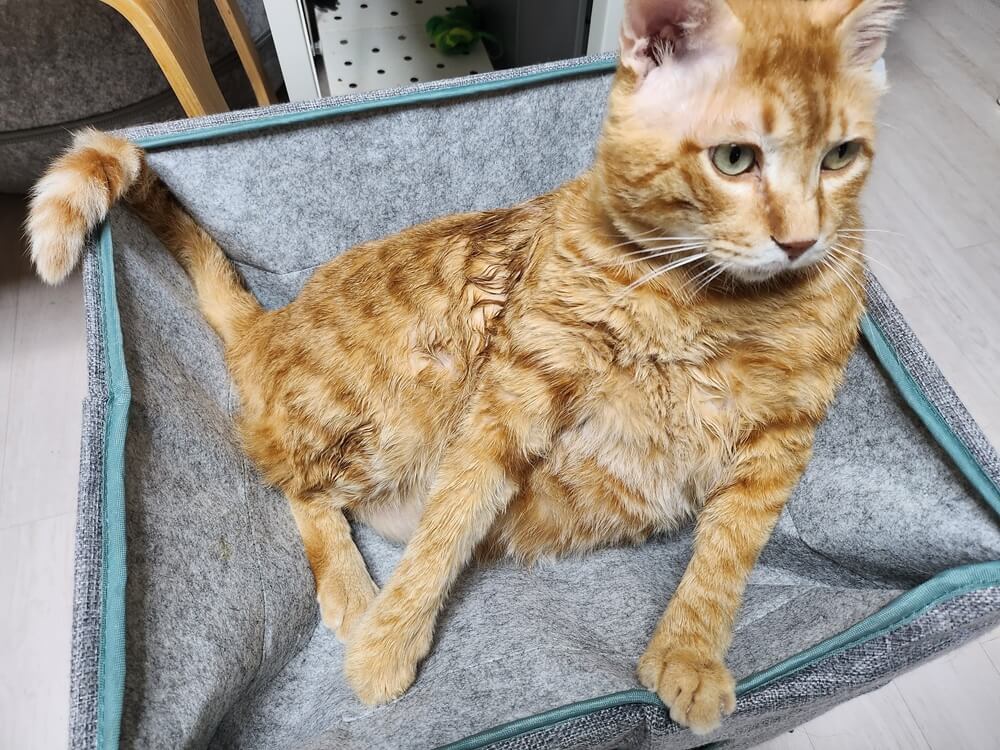고양이 피부 질환의 이해와 조기 발견: 건강한 피부를 위한 첫걸음