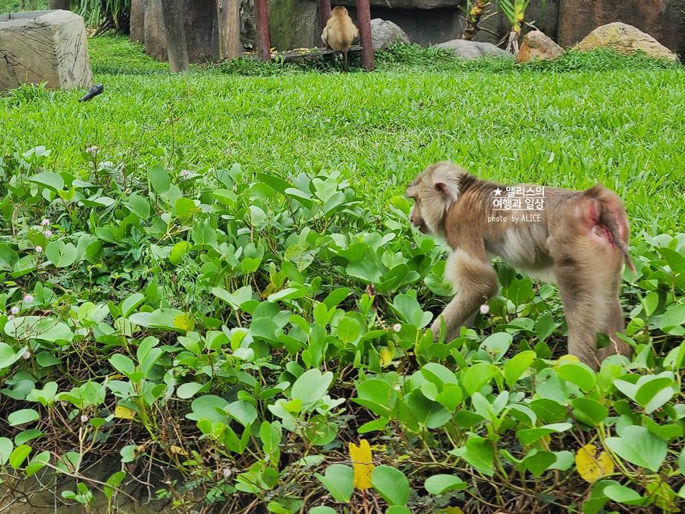 베트남 남호이안 빈원더스 사파리 후기 가격 할인입장권 예약 리버