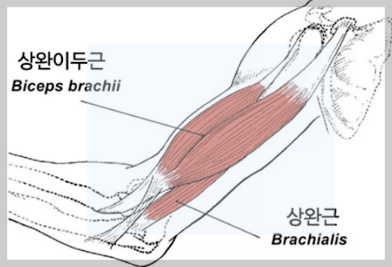상완근 위치