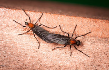 러브버그 퇴치 및 예방법