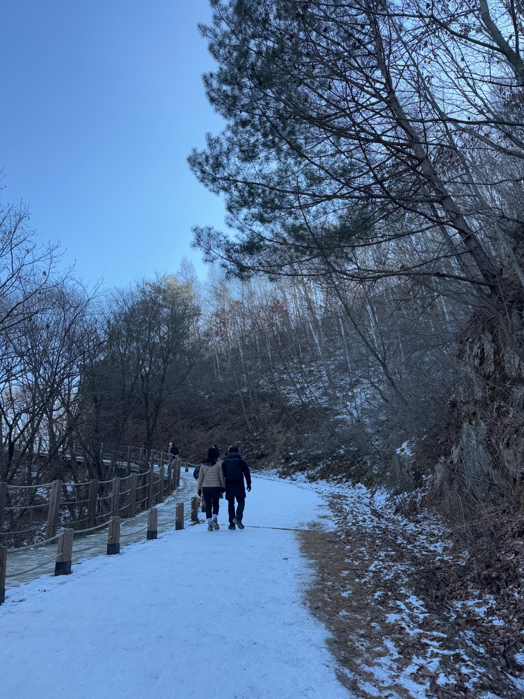 인제 자작나무숲