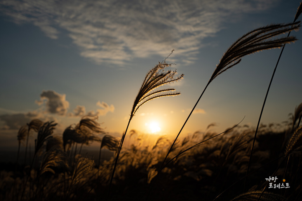 제주 금오름 억새 풍경