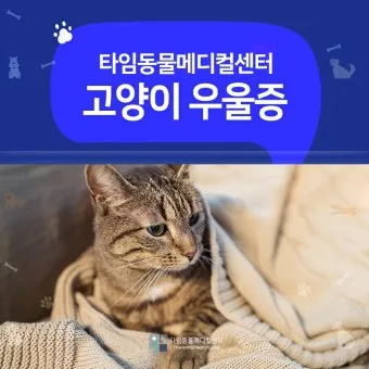 고양이 우울증과 무기력증 증상_4