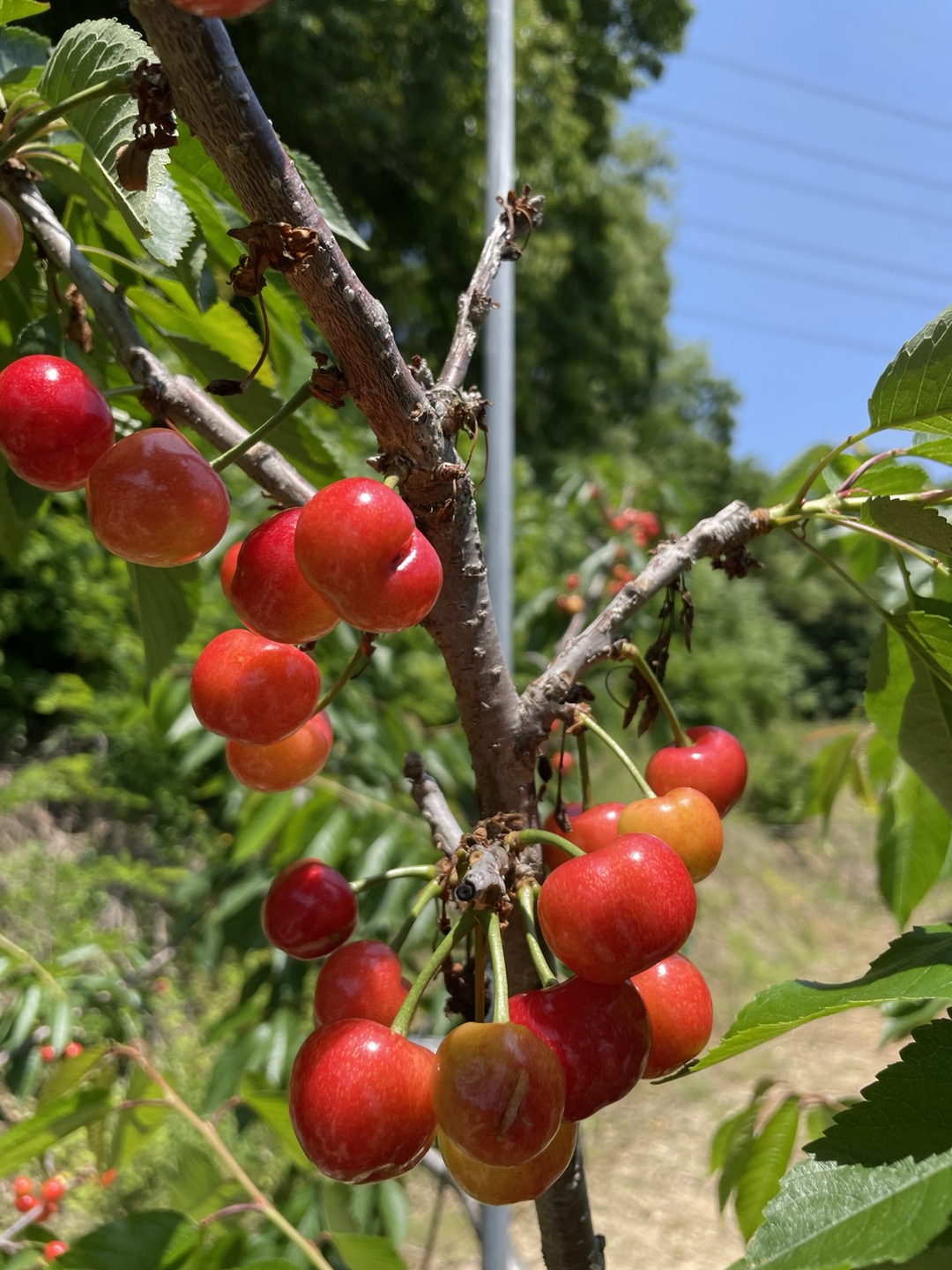 농장에서 수확전 체리