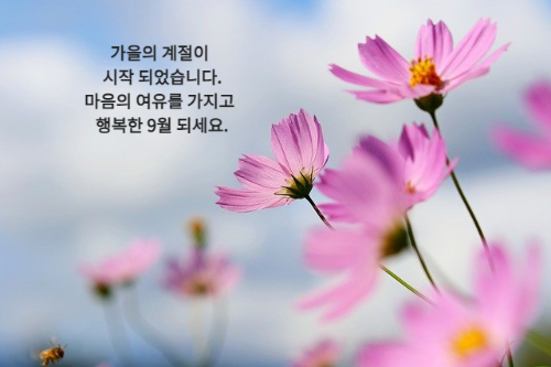 가까이에서 본 활짝 핀 보라색 코스모스