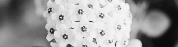 호야 키우기, 호야 물주기, 호야꽃 피는 시기