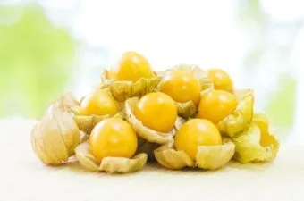 구스베리 재배 가시 관리 통풍 확보 열매 보호_2