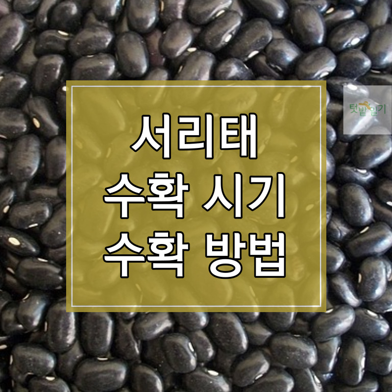 서리태 수확시기 및 수확방법 알아보기 썸네일