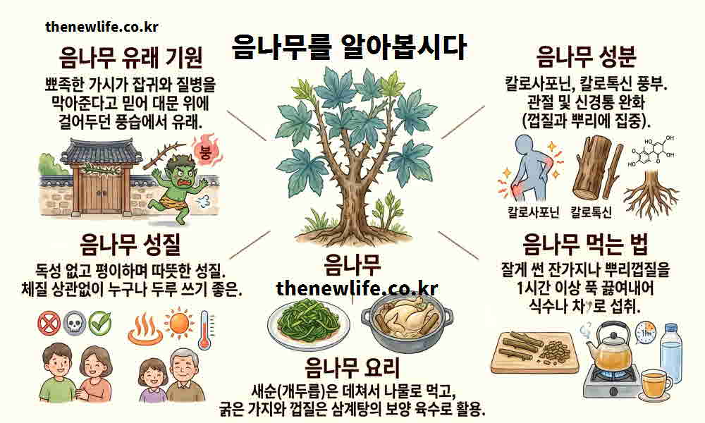 음나무 효능 기본정보