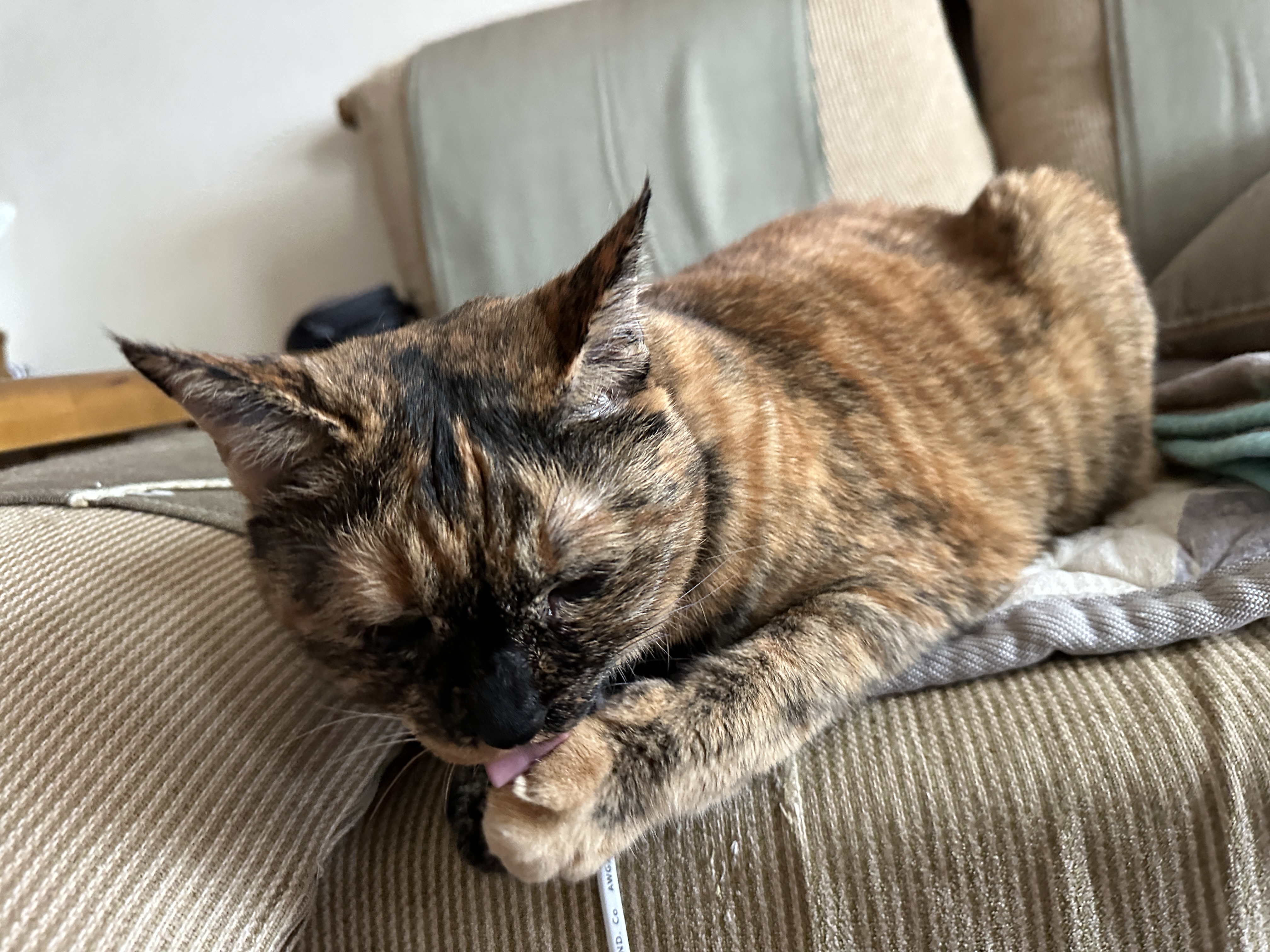 그루밍하는_사랑이