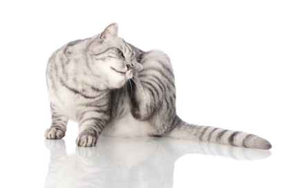 몸을 긁는 고양이.