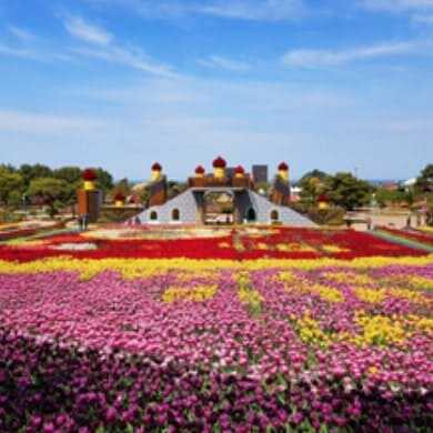 태안 세계 튤립 꽃 박람회