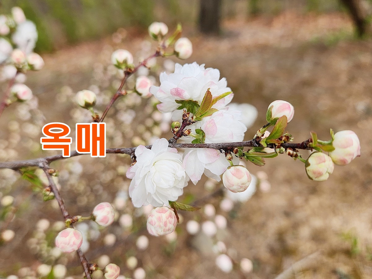 옥매