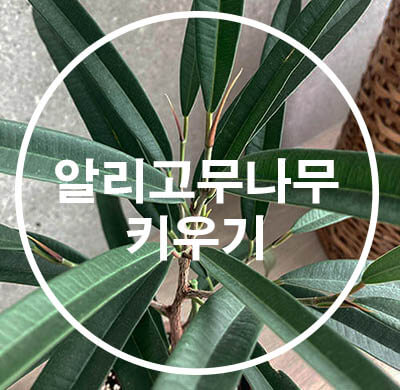 알리고무나무_키우는방법_물주기