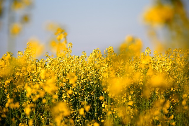 구리 유채꽃 축제 기본정보&amp;#44; 일정&amp;#44; 기간&amp;#44; 출연진 